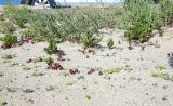 Patellifolia procumbens