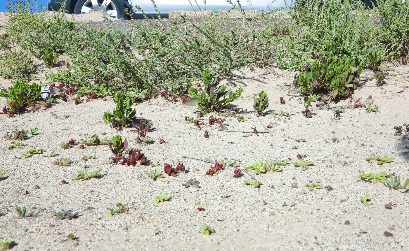Image of Patellifolia procumbens specimen.