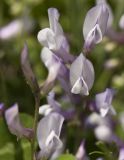 Vicia cretica ssp. aegaea