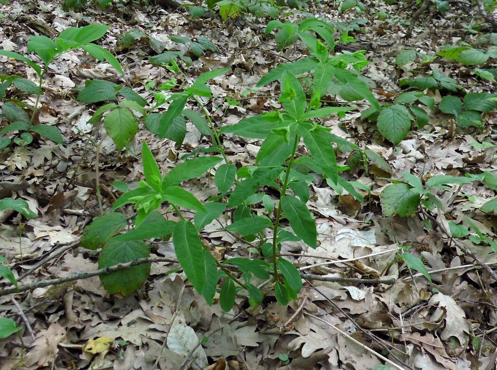 Image of Euphorbia squamosa specimen.