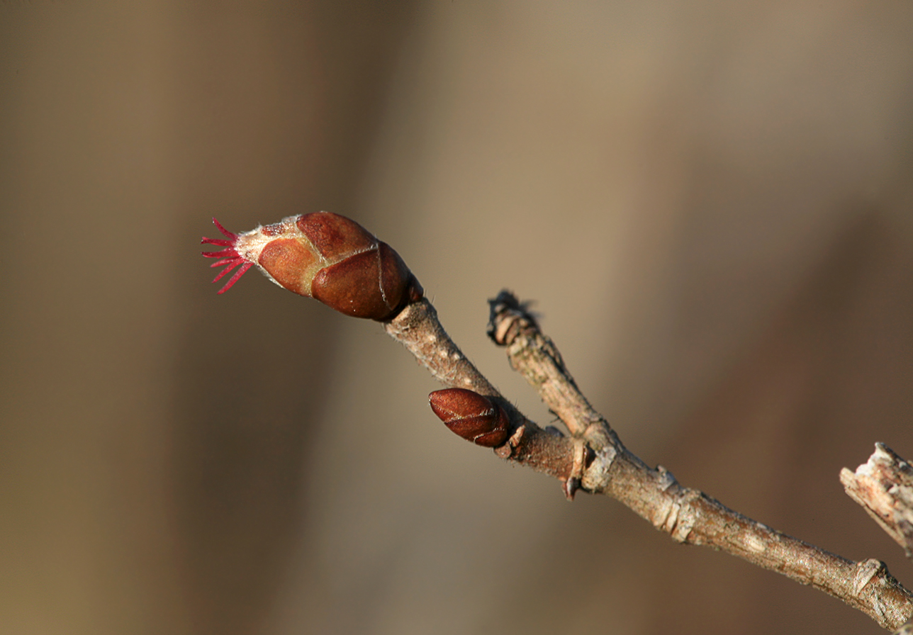 Image of Corylus avellana specimen.