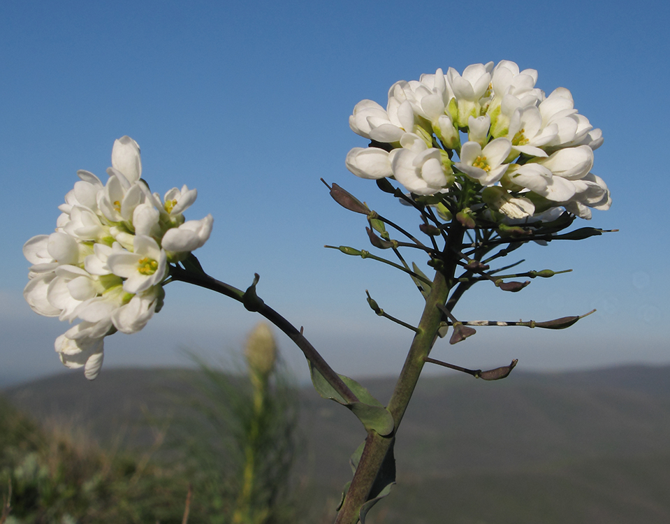 Image of Noccaea macrantha specimen.