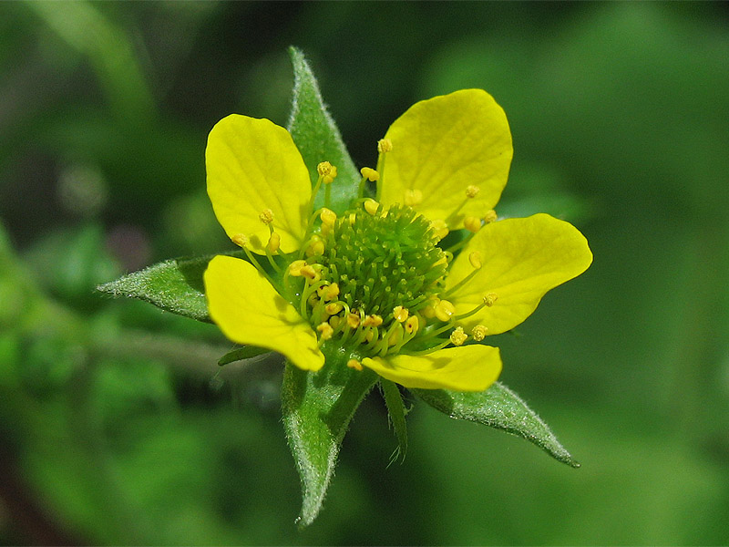 Изображение особи Geum urbanum.