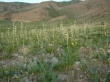 Phlomoides milkoi