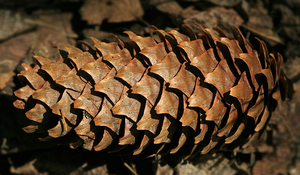 Image of Picea abies specimen.