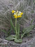 Primula macrocalyx