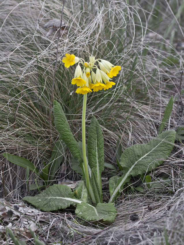 Image of Primula macrocalyx specimen.