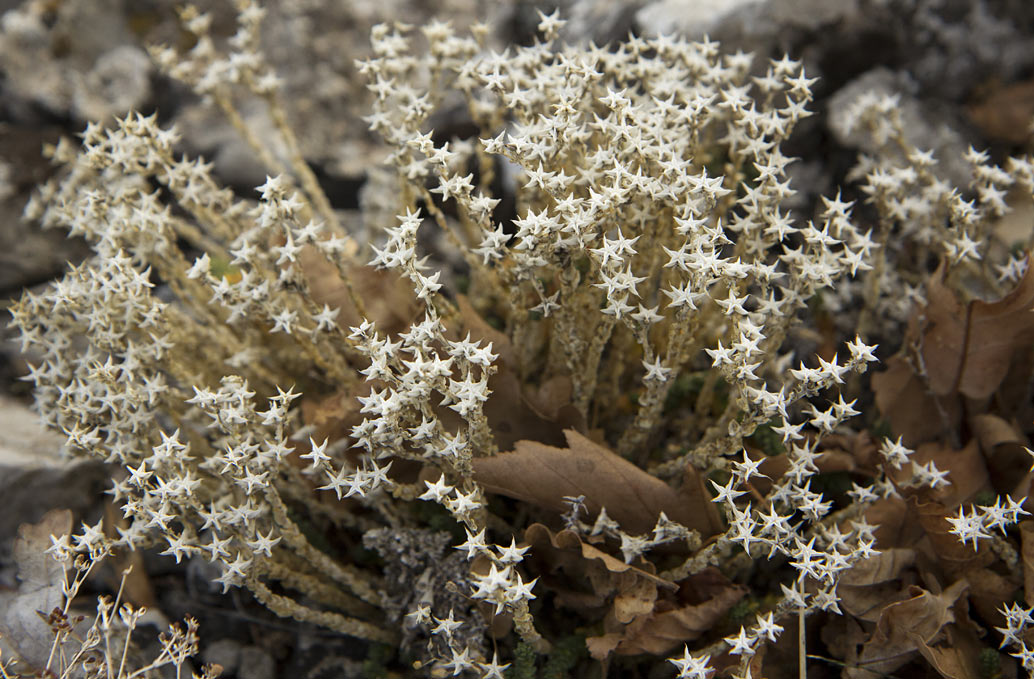 Image of Sedum acre specimen.