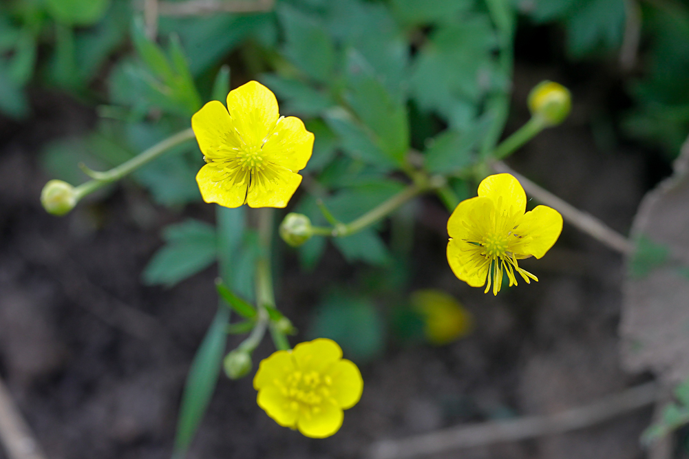 Image of Ranunculus repens specimen.