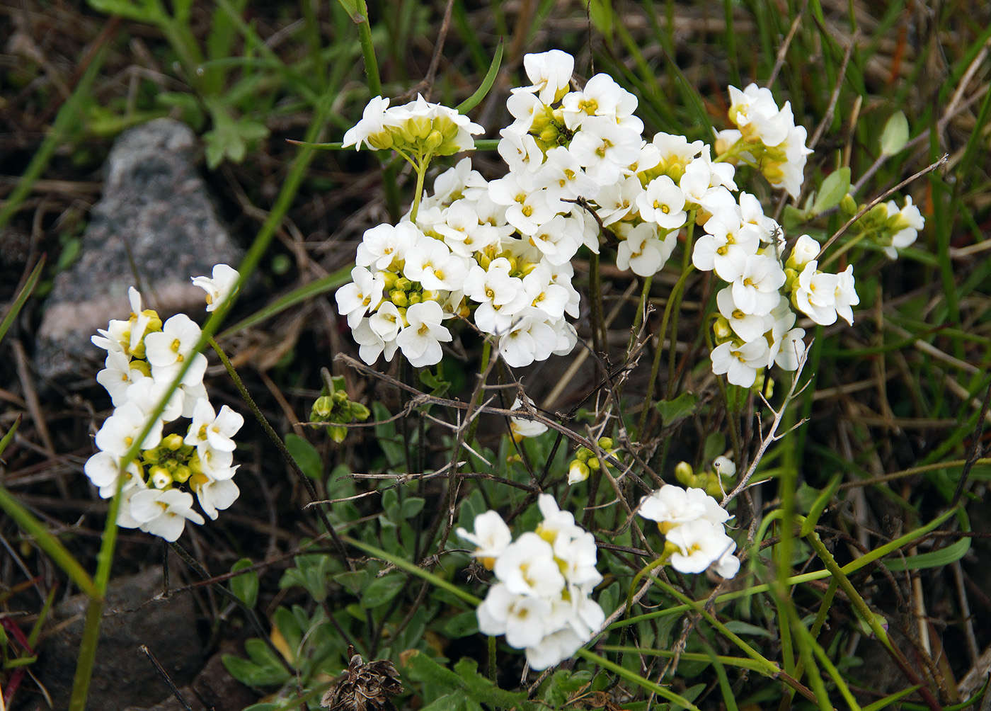 Изображение особи Draba ussuriensis.