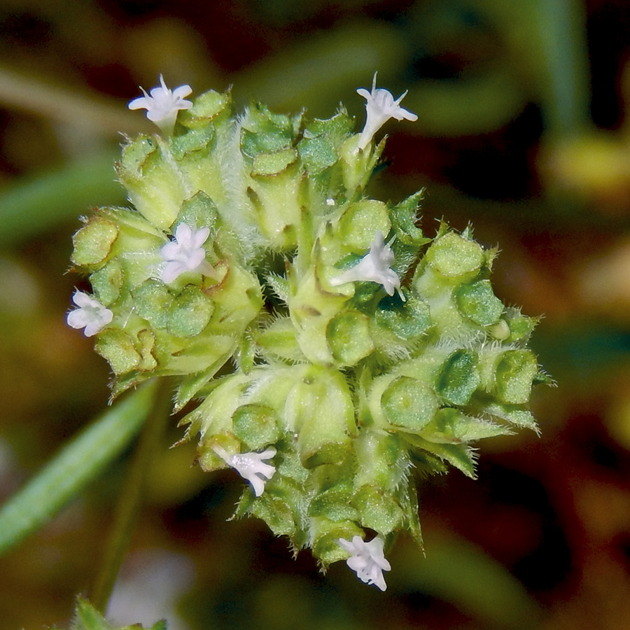 Изображение особи Valerianella lasiocarpa.