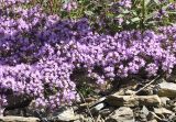 genus Thymus