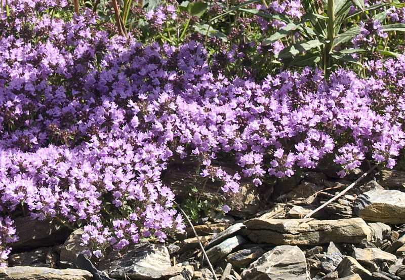 Image of genus Thymus specimen.