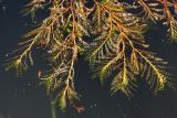 Potamogeton crispus. Верхушки цветущих растений на поверхности воды. Донецк, водоём. 21.06.2016.