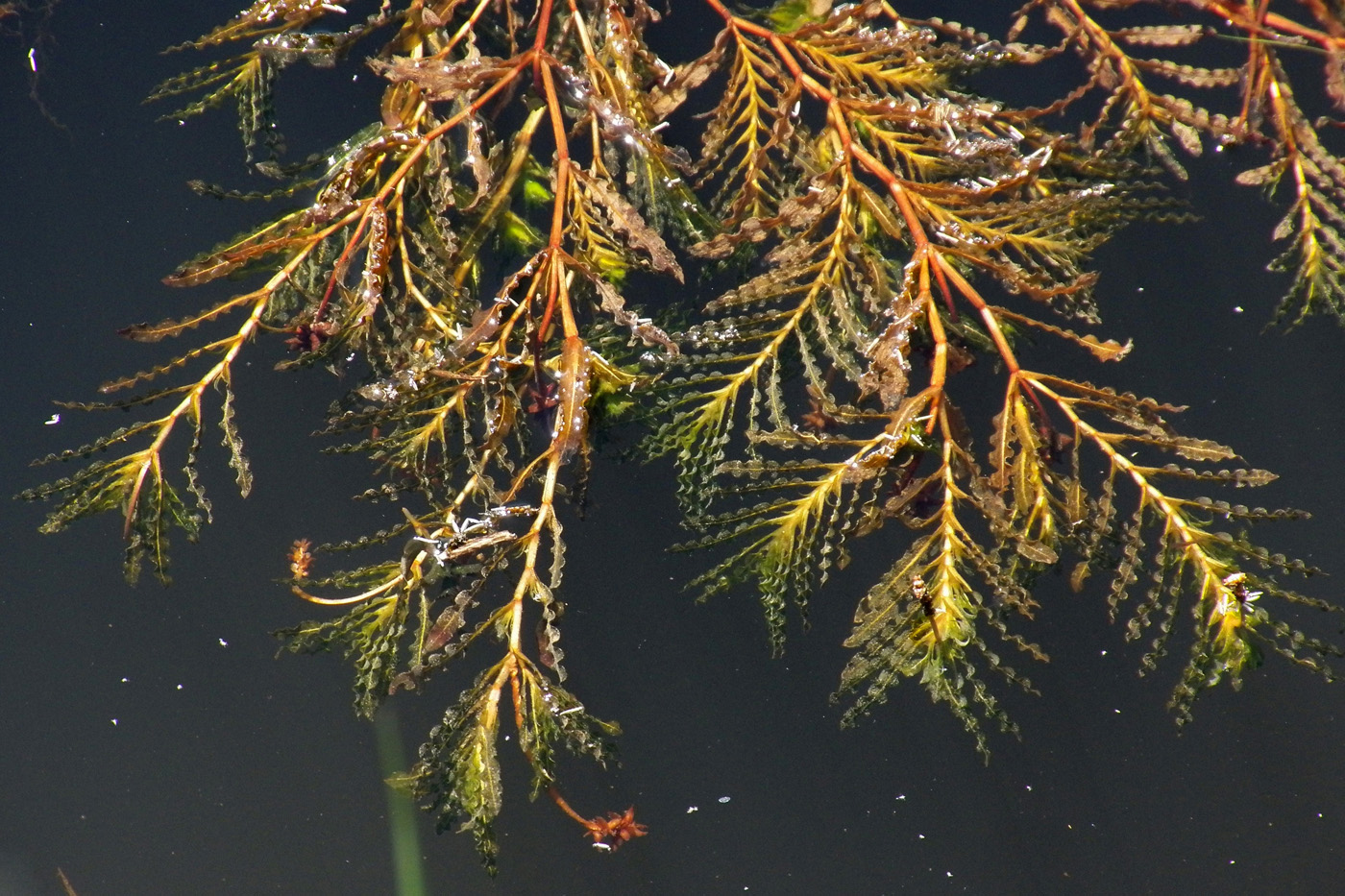 Изображение особи Potamogeton crispus.