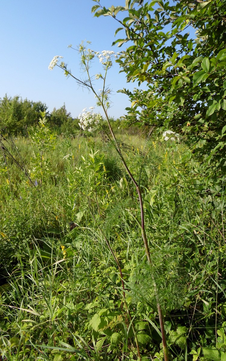 Изображение особи Chaerophyllum bulbosum.