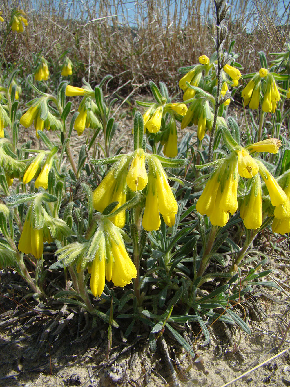 Image of Onosma taurica specimen.