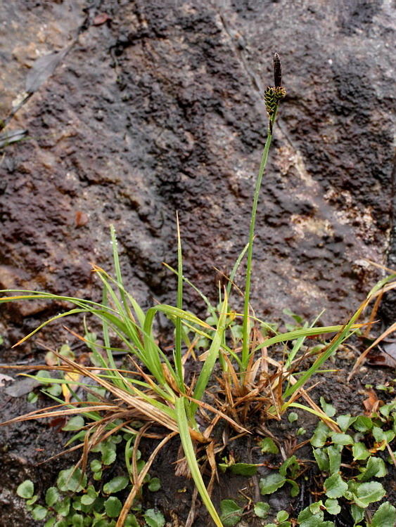 Image of Carex bigelowii specimen.
