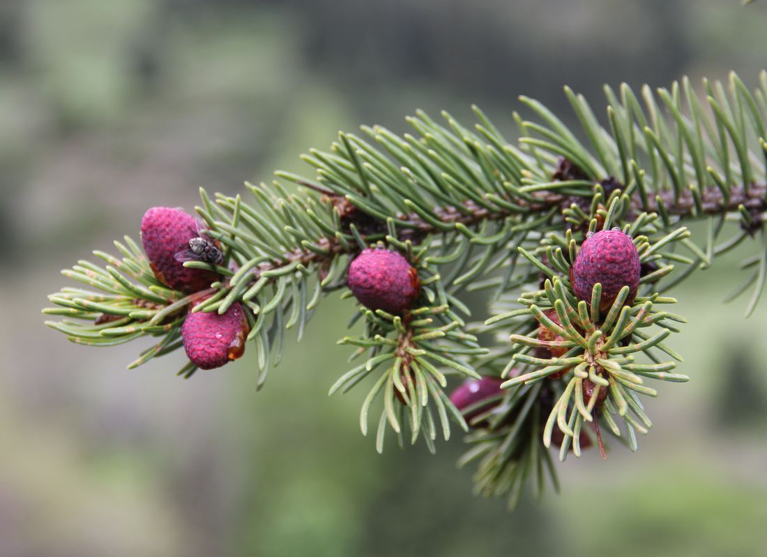 Image of Picea schrenkiana specimen.