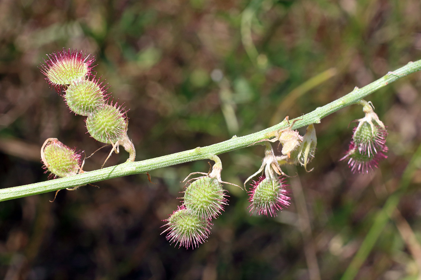 Изображение особи Hedysarum taschkendicum.