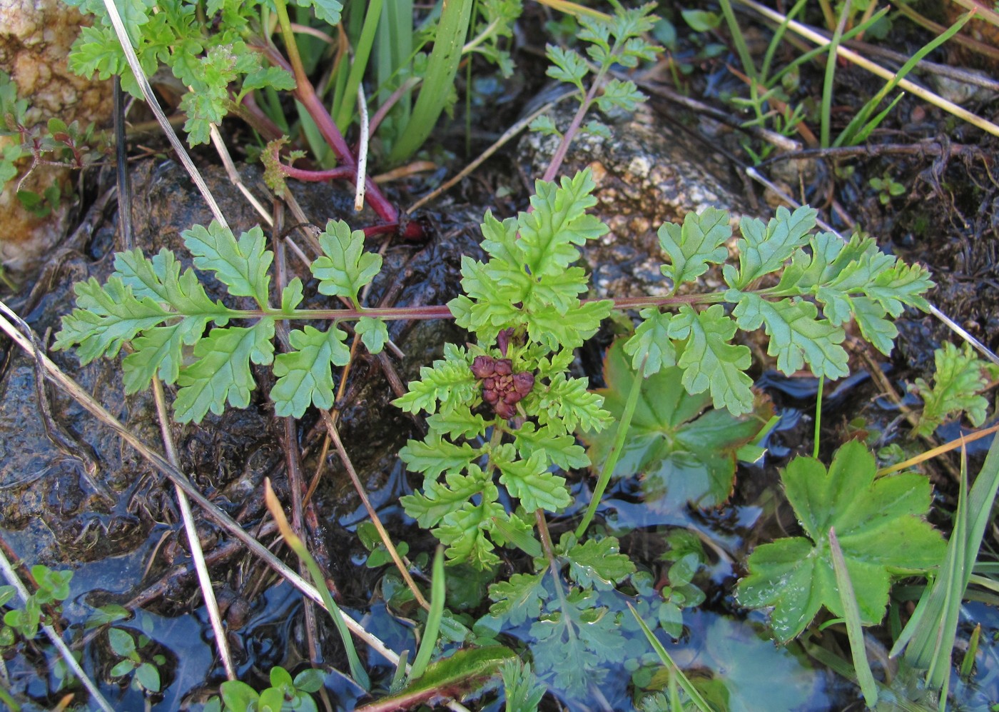 Image of genus Scrophularia specimen.