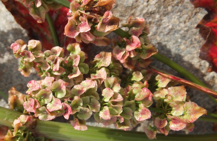 Image of Rumex longifolius specimen.