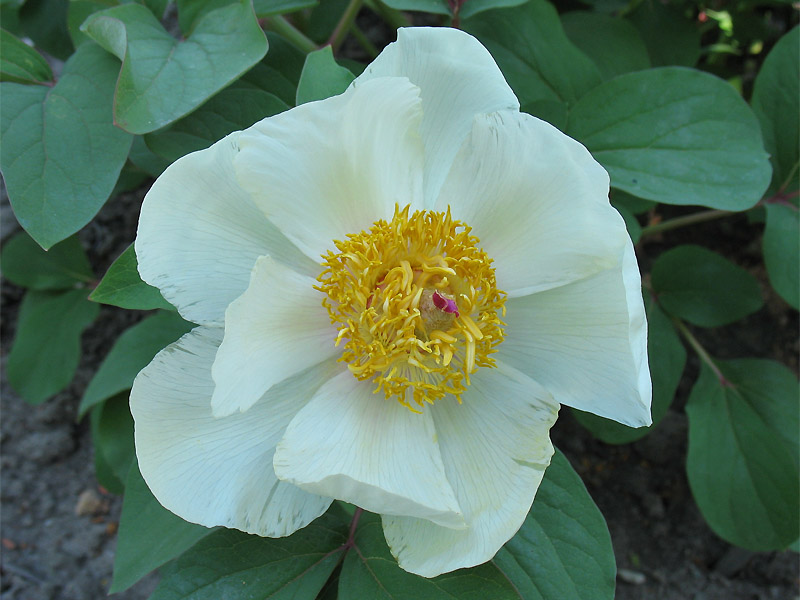 Изображение особи Paeonia mlokosewitschii.