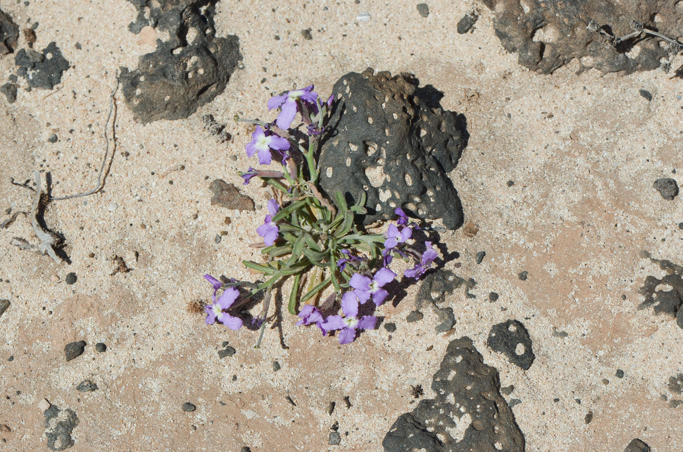 Изображение особи Matthiola fruticulosa var. bolleana.