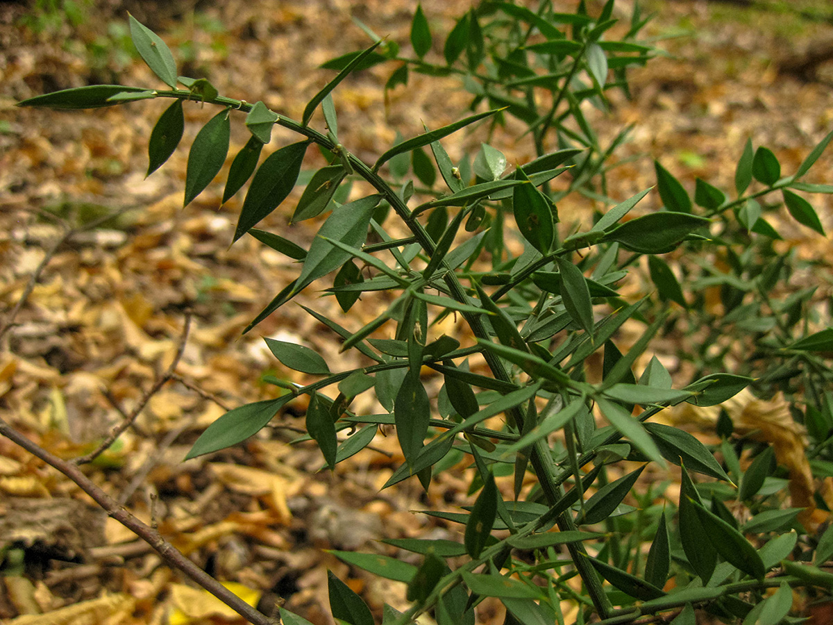 Изображение особи Ruscus aculeatus.