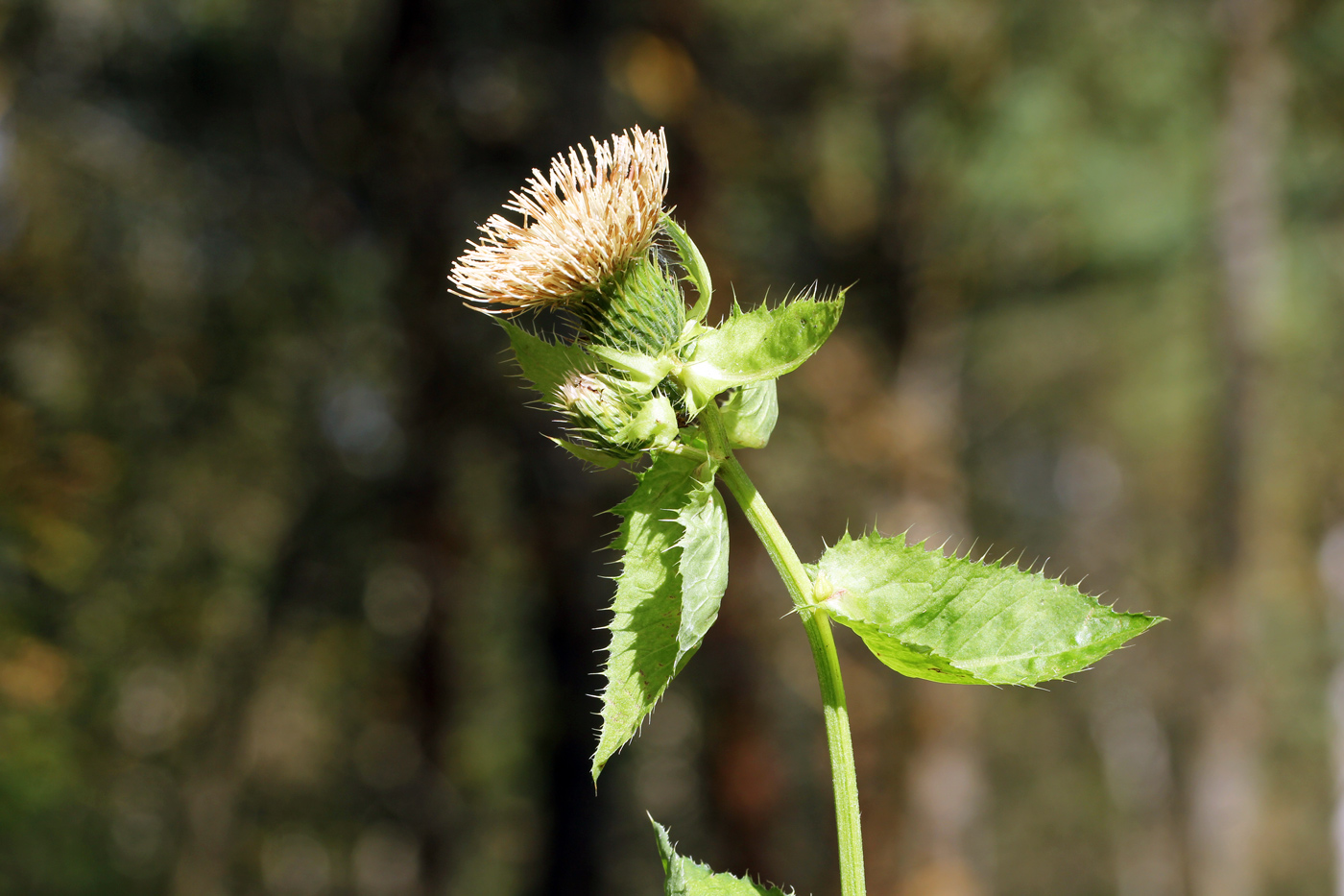 Image of Cirsium oleraceum specimen.