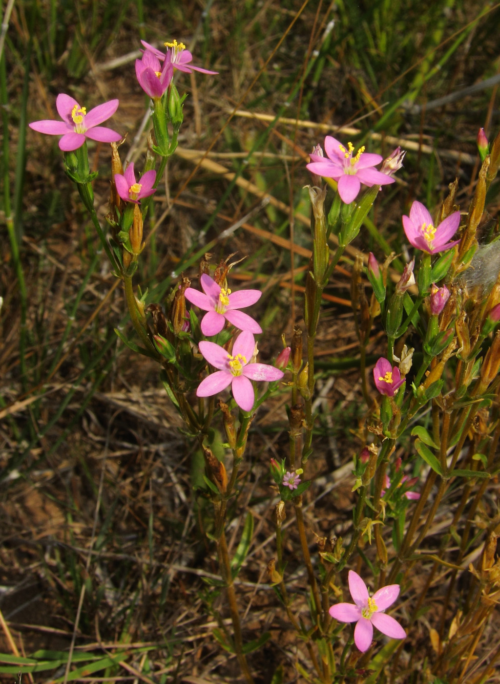 Image of Centaurium pulchellum specimen.