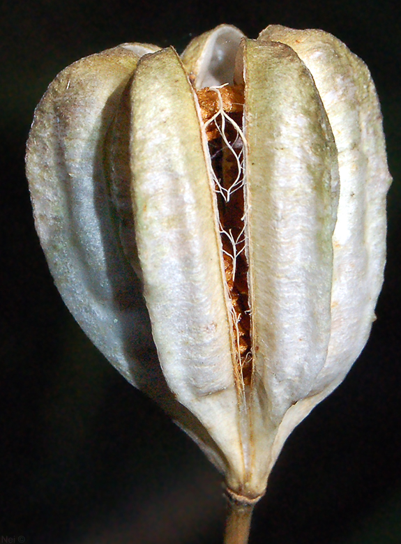 Изображение особи Lilium pilosiusculum.