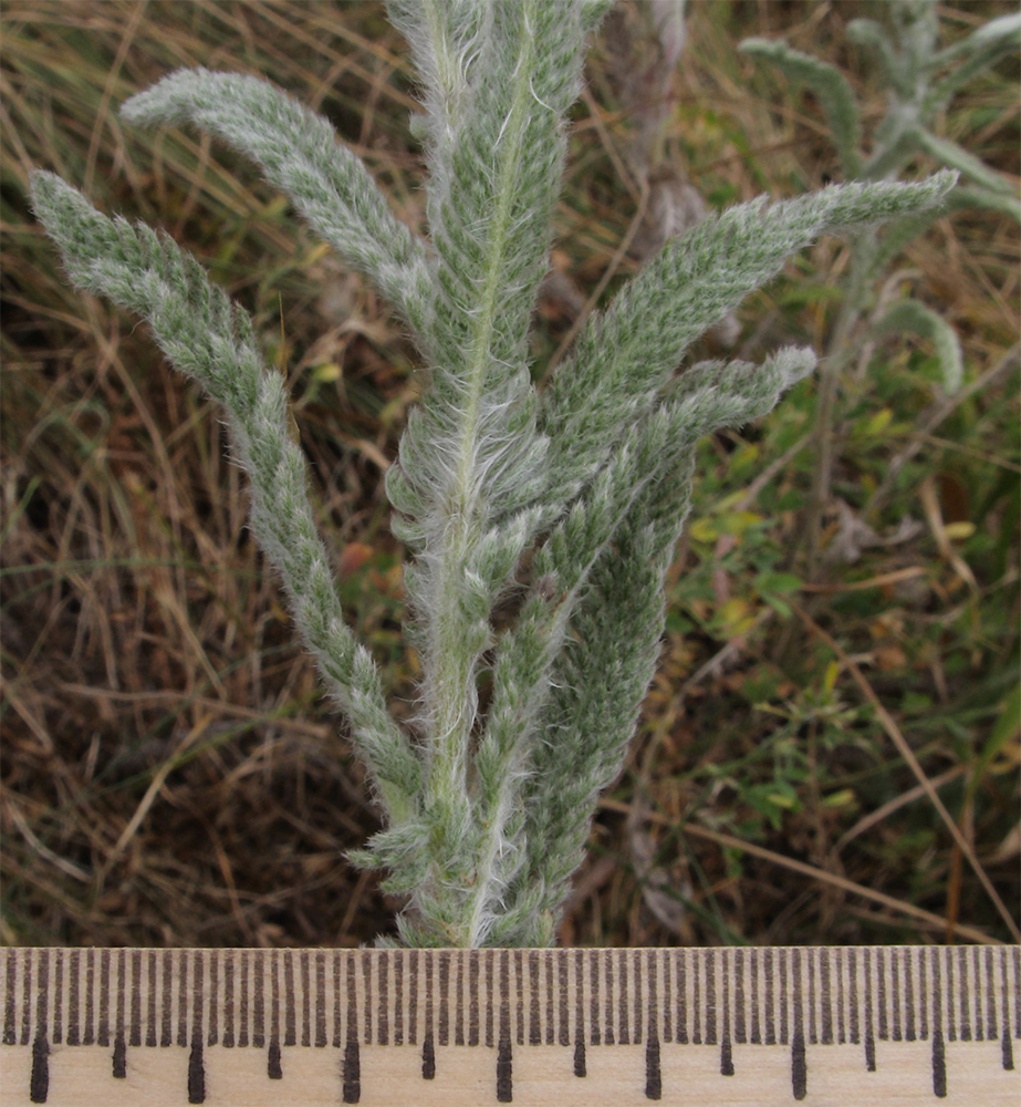 Image of Achillea setacea specimen.
