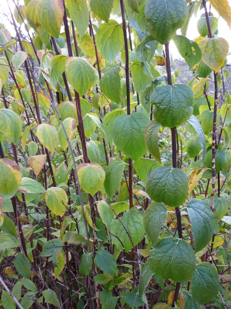 Image of genus Philadelphus specimen.