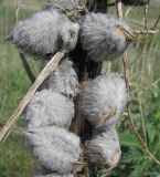 Astragalus sieversianus. Средняя часть прошлогоднего генеративного побега с плодами. Сырдарьинский Каратау, Каратауский заповедник, ур. Казанбулак, крупнозлаковое сообщество по пологосклонному борту долины реки. 25.04.2013.