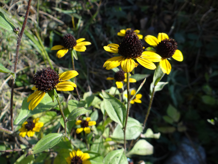 Image of Rudbeckia triloba specimen.