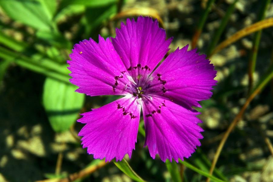 Image of Dianthus chinensis specimen.