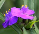 Tradescantia virginiana