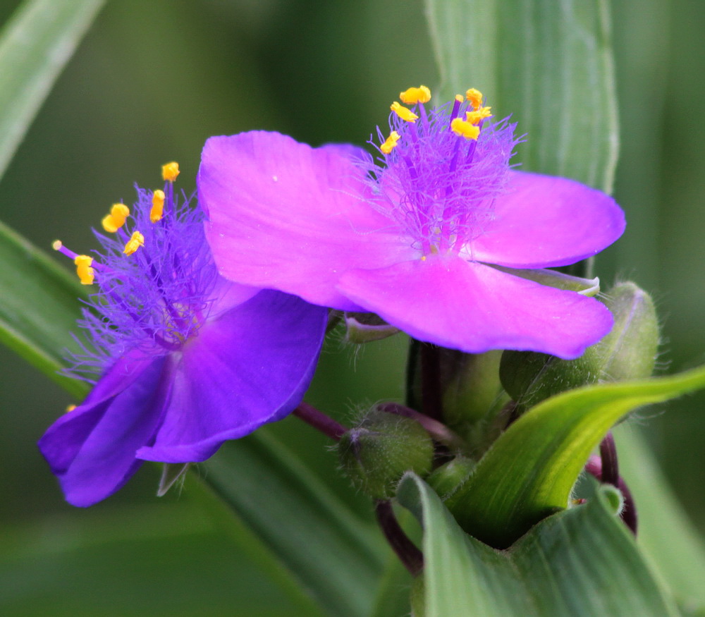 Image of Tradescantia virginiana specimen.