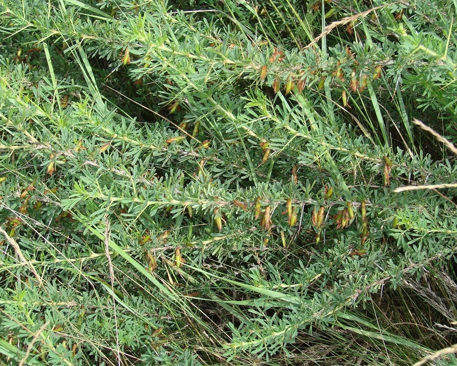 Image of Caragana spinosa specimen.