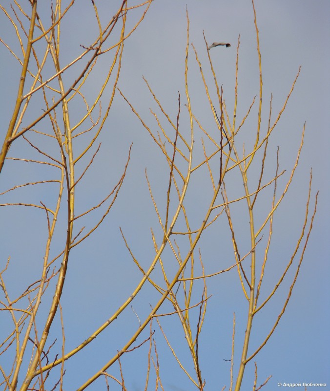 Image of Salix hexandra specimen.