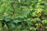Malus mandshurica