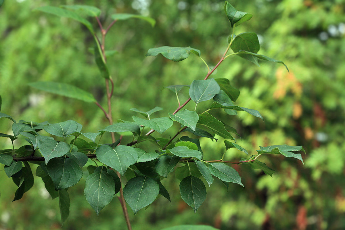 Изображение особи Malus mandshurica.