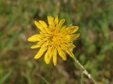 Tragopogon podolicus