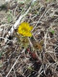 Adonis villosa