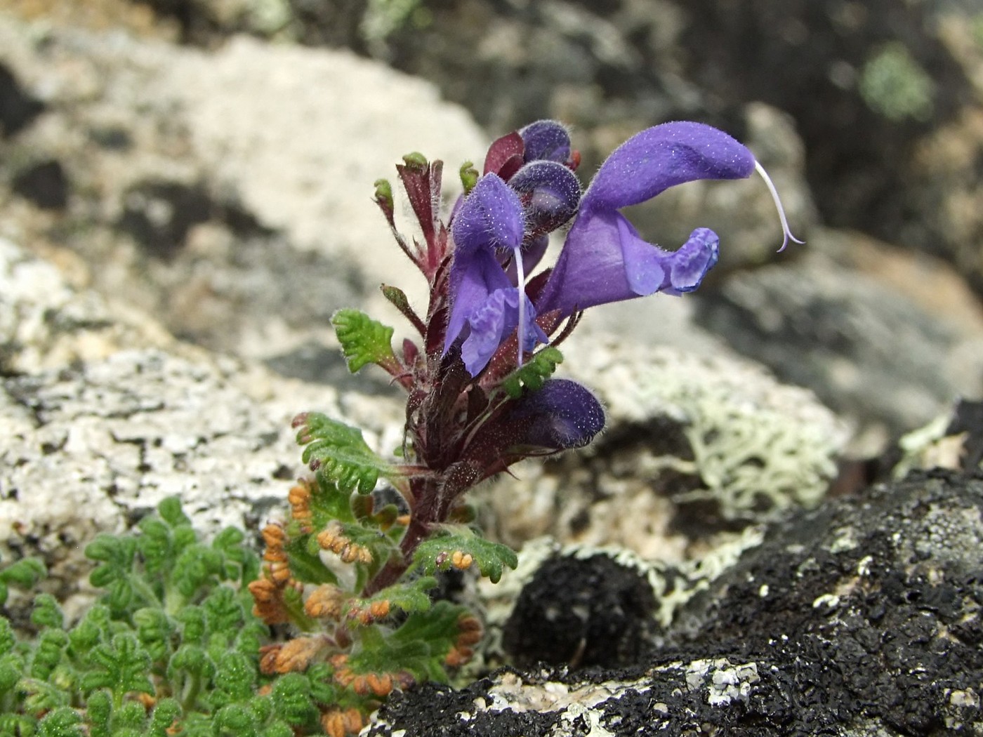 Изображение особи Dracocephalum palmatum.