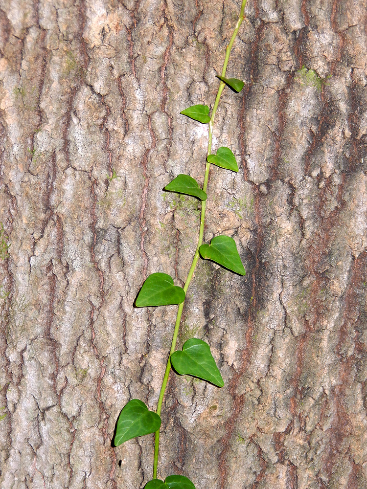 Изображение особи Hedera colchica.