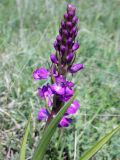 Anacamptis laxiflora ssp. dielsiana