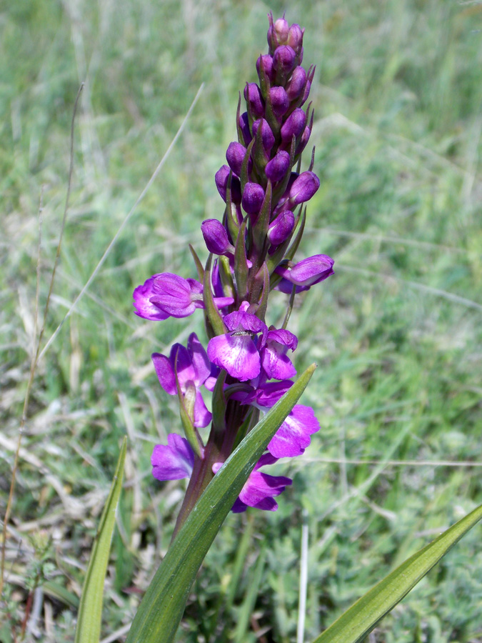 Изображение особи Anacamptis laxiflora ssp. dielsiana.