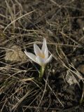 Crocus reticulatus